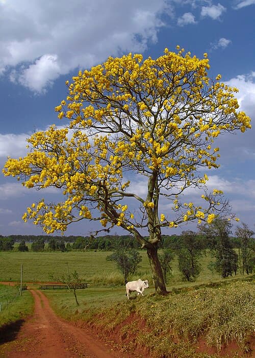 Ipê-amarelo florido em Avaré, São Paulo